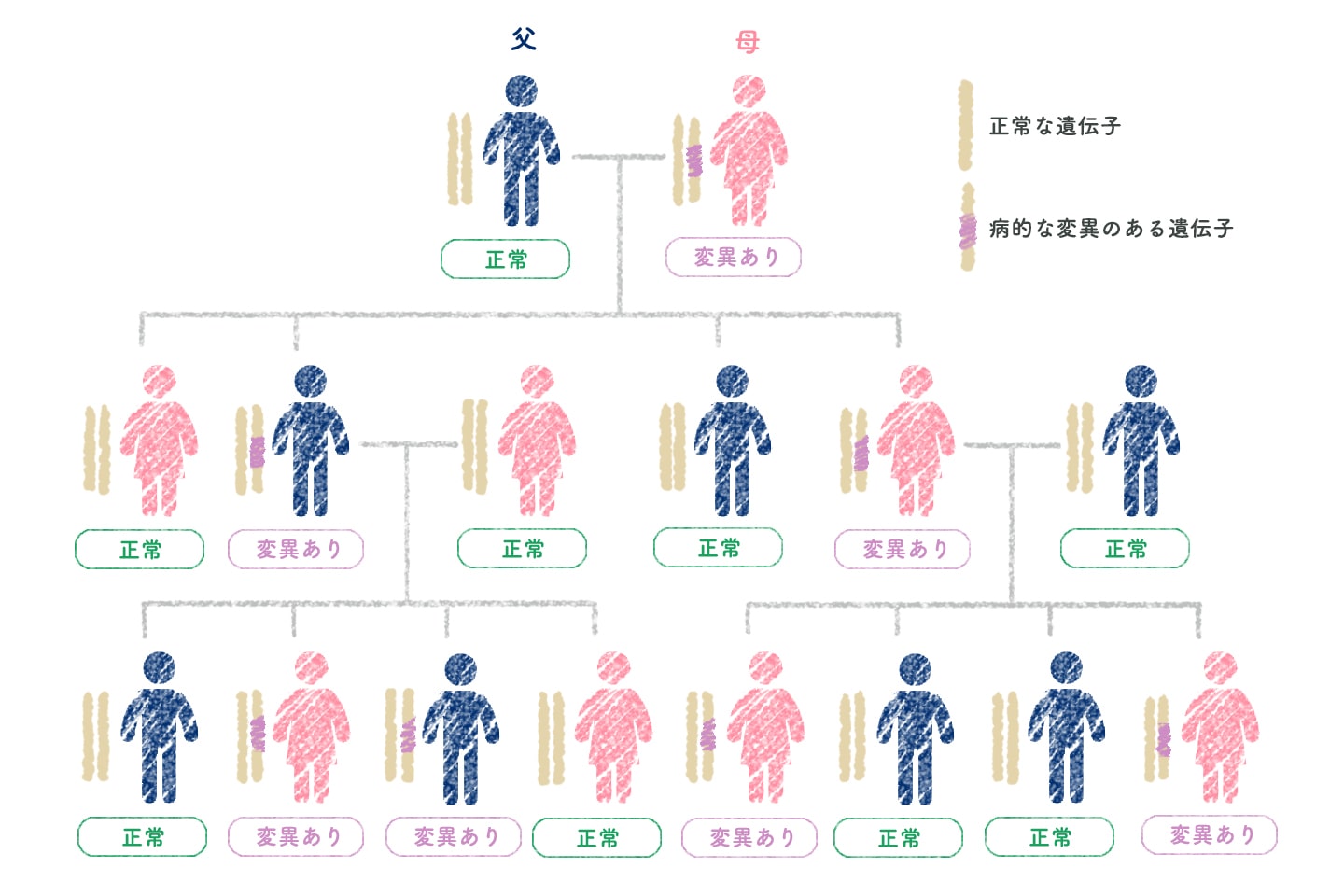BRCA遺伝子の遺伝 | 遺伝性乳がん | 乳がん.jp