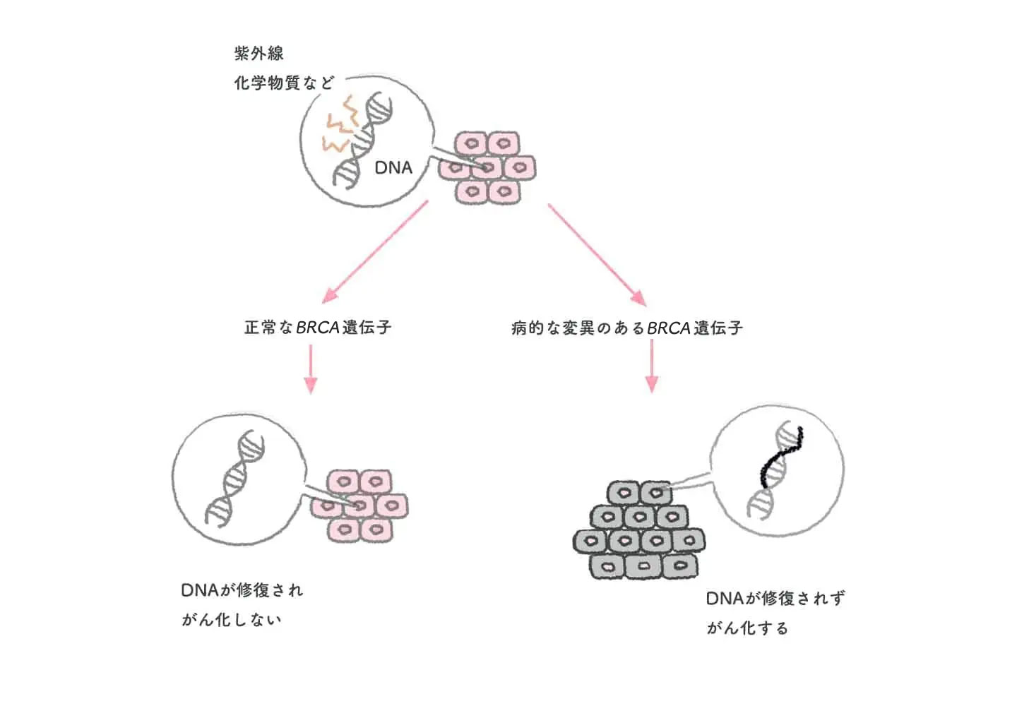 BRCA遺伝子について | 遺伝性乳がん | 乳がん.jp